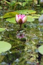 Garden Wildlife Pond Lily