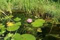 Garden Wildlife Pond