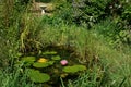 Garden Wildlife Pond Royalty Free Stock Photo