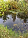 Garden Wildlife Pond Royalty Free Stock Photo