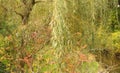 A garden with a Willow tree and a stream