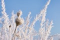 Garden in winter