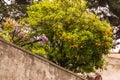 Garden with wisteria and orange trees behind a fence Royalty Free Stock Photo