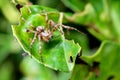 Garden Wolf Spider luring spider from another web