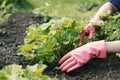 Garden woman is weeding a vegetable bed Royalty Free Stock Photo