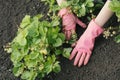 Garden woman is weeding a vegetable bed Royalty Free Stock Photo