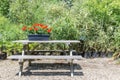 Garden with wooden bench and planter with blooming geraniums Royalty Free Stock Photo