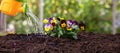 Garden work, children play and fun. Kids watering can water fresh pansy flower in soil close up