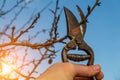 Garden work of spring. Farmer hand prunes and cuts branches of a tree in the garden with pruning shears or secateurs in spring. Royalty Free Stock Photo