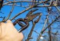 Garden work of spring. Farmer hand prunes and cuts branches of tree in the garden with pruning shears or secateurs in spring. Man Royalty Free Stock Photo