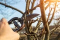 Garden work of spring. Farmer hand prunes and cuts branches of tree in the garden with pruning shears or secateurs in spring. Man Royalty Free Stock Photo