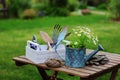 Garden work still life in summer. Camomile flowers, gloves and tools on wooden table outdoor Royalty Free Stock Photo