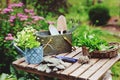 Garden work still life in summer. Camomile flowers, gloves and tools on wooden table outdoor Royalty Free Stock Photo