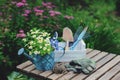 garden work still life in summer. Camomile flowers, gloves and tools on wooden table outdoor Royalty Free Stock Photo