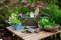 Garden work still life in summer. Camomile flowers, gloves and tools on wooden table outdoor in sunny day Royalty Free Stock Photo