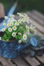 Garden work still life in summer. Chamomile flowers, gloves and tools on wooden table Royalty Free Stock Photo