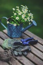 garden work still life in summer. Chamomile flowers, gloves and tools on wooden table Royalty Free Stock Photo