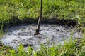 Garden work - a young tree planted in fresh ground