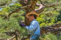 Tree Trimming in a Japanese Garden