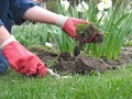 Garden worker dig up flower bed