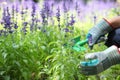Garden worker dig up lavender flower bed.