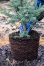 A garden worker holds a young blue spruce tree with roots and earth