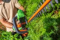 Garden Worker Shaping Thuja with Cordless Electric Hedge Trimmer Royalty Free Stock Photo