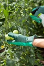 Garden worker spraying tomatoes