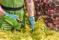 Garden Worker Trimming Shrubs With Hand Clippers