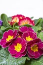 Garden works in spring, colorful primula flowers close up Royalty Free Stock Photo
