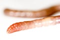 Garden worm isolated in white Royalty Free Stock Photo