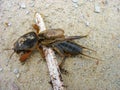 The garden wrecker gryllotalpa has got out on sand