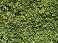 garden yard groundcover lawn plants green spring sunny backyard hedge springtime foliage Royalty Free Stock Photo