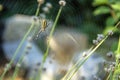 Garden yellow-black striped wasp spider on a spider web against a blurred garden background Royalty Free Stock Photo