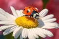 Flower daisy yellow summer macro ladybug garden plant red beetle white nature insect