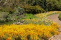 Garden with yellow floweres and blur background Royalty Free Stock Photo