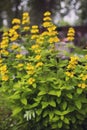 Garden yellow loosestrife full bloom in a garden Royalty Free Stock Photo