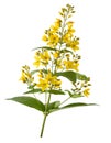 Garden Yellow Loosestrife