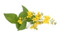 Garden Yellow Loosestrife