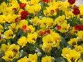 Garden of Yellow and Red Tulips