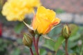 GARDEN YELLOW ROSE AND GREEN BUDS CLOSE UP