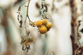 Garden with yellow tomato plants. overripe tomatoes in an abandoned greenhouse.