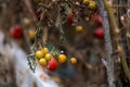 Garden with yellow tomato plants. overripe tomatoes in an abandoned greenhouse.