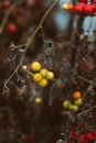 Garden with yellow tomato plants. overripe tomatoes in an abandoned greenhouse.