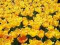 Garden of Yellow Tulips