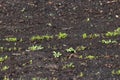 Garden of young emerging plants on black earth