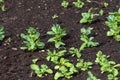 Garden of young emerging plants on black earth