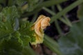Blooming zucchini flower during spring