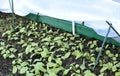 The gardenbed with radish sprouts