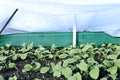 The gardenbed with radish sprouts, sheltered white geotextile